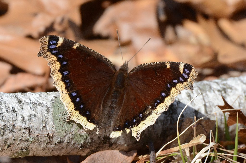 118 2015-04134257 Broad Meadow Brook, MA.JPG - Mourning Cloak Butterfly (Nymphalis antiopa). Broad Meadow Brook Wildlife Sanctuary, MA, 4-13-2015